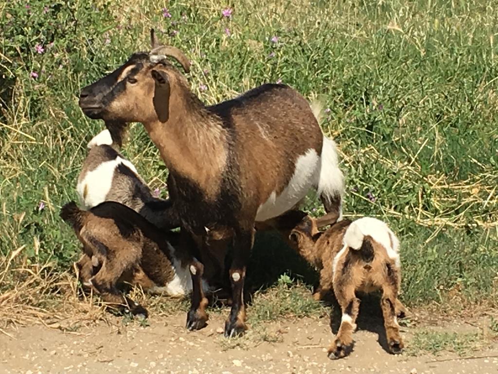 Agriturismo Terre Di Musignano Canino Kültér fotó