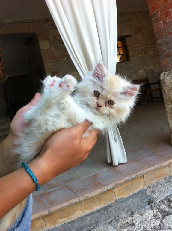 Agriturismo Terre Di Musignano Canino Kültér fotó